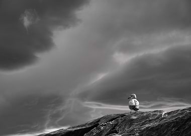 Seagull on Rock, Stormy Sky