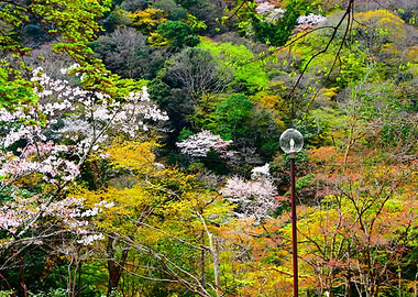 Spring Blossoms in a Japanese Forest