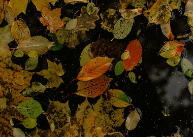 Autumn Leaves Floating on Water Surface