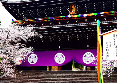 Japanese Temple with Cherry Blossoms