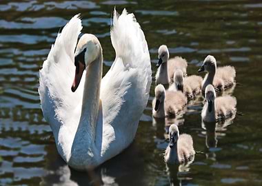 Swan Family on the Water