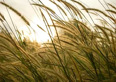 Golden Grass Field at Sunset