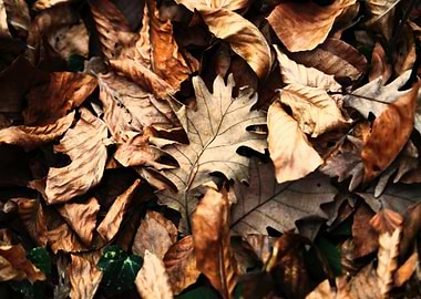 Autumn Leaves on Forest Floor