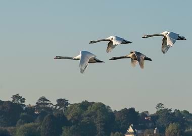 Swans in Flight over Green Landscape