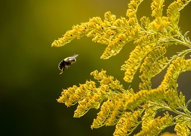 Bee in Flight Near Goldenrod Flowers