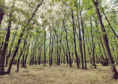 Lush Green Forest Canopy