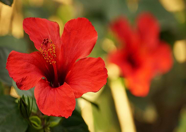 Red Hibiscus Flower Close-Up