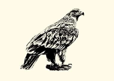 Eagle Illustration in Black and White