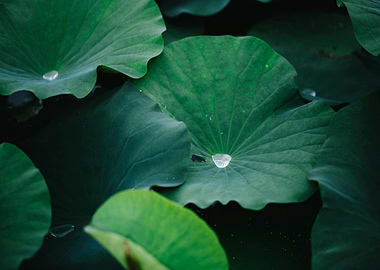 Lotus Leaves with Water Droplets