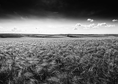 Black and White Wheat Field Landscape