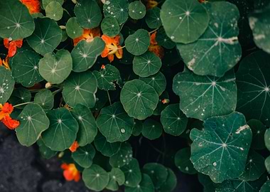 Nasturtium Flowers and Leaves Close-Up