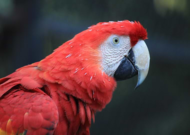 Scarlet Macaw Portrait