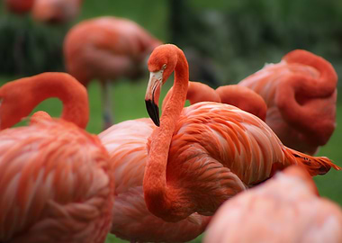 Flock of Pink Flamingos in Nature