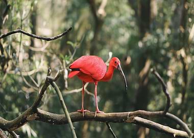 Scarlet Ibis on Branch