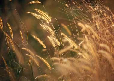 Golden Grass Field