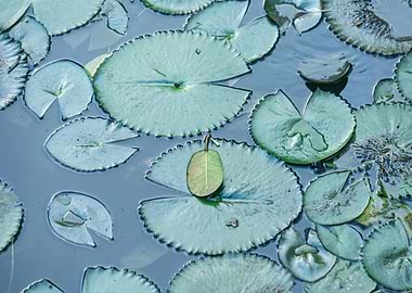 Lily Pads in Water