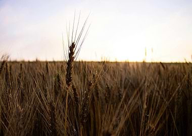 Wheat Field at Sunset