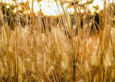 Golden Grass Field at Sunset