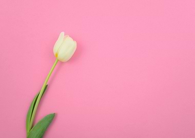 White Tulip on Pink Background