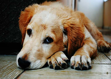 Golden Retriever Puppy Resting