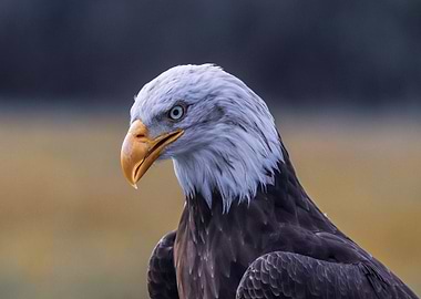 Bald Eagle Portrait