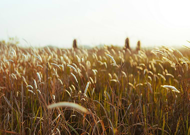 Golden Field with White Plumes