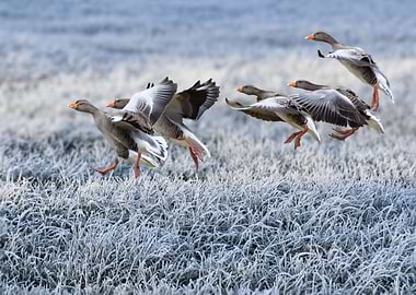 Geese taking flight over frosty field