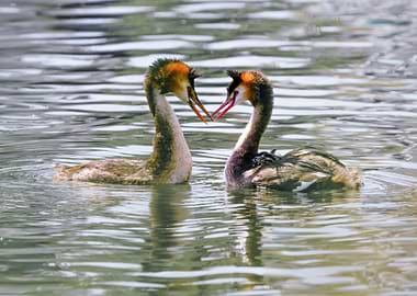 Two Great Crested Grebes in Water