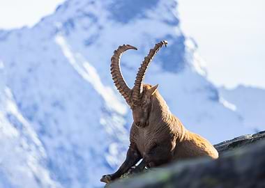Majestic Ibex in Mountain Landscape