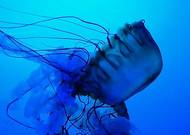 Jellyfish in Blue Ocean