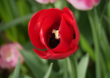 Close-up of a Red Tulip