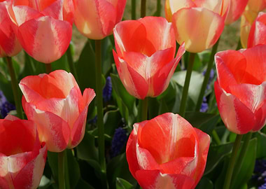 Vibrant Red and White Tulips