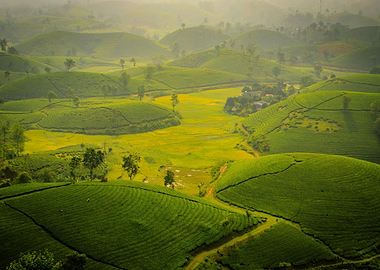 Lush Green Tea Plantation Hills