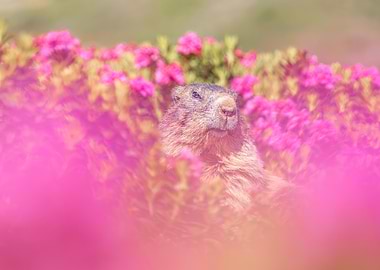 Cute Marmot Surrounded by Pink Flowers