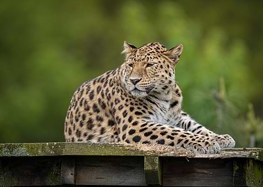 Resting Leopard Portrait