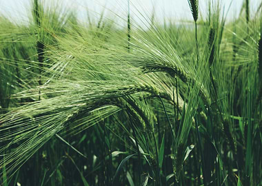Green Wheat Field