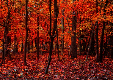 RED FOREST