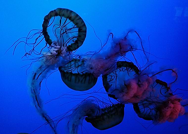 Jellyfish in Blue Water