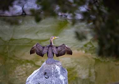 Cormorant Drying Wings on Rock
