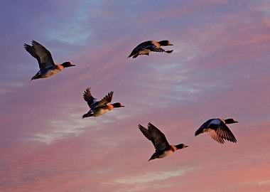 Ducks Flying in a Pink Sky