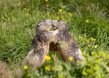 Loving marmots in the alps