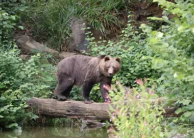 Brown Bear on Log in Forest