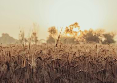 Golden Wheat Field at Sunrise