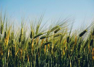 Wheat Field Under Blue Sky