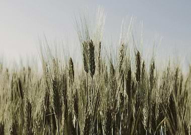 Wheat Field Under Pale Sky