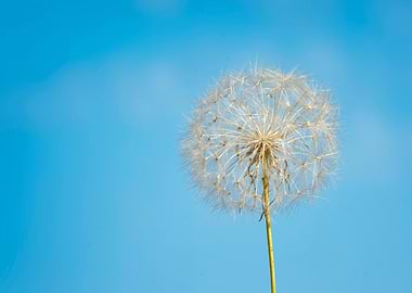 Dandelion Seed Head Against Blue Sky
