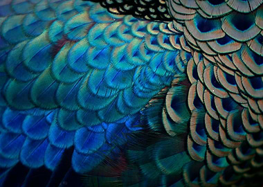 Peacock Feather Close-Up
