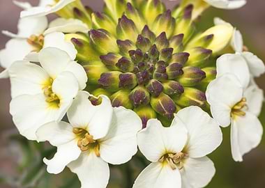 Close-up of White Flowers and Buds