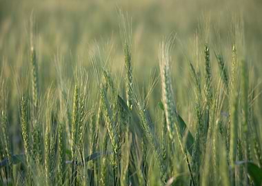 Green Wheat Field Close-Up