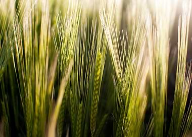 Close-up of Green Wheat Field